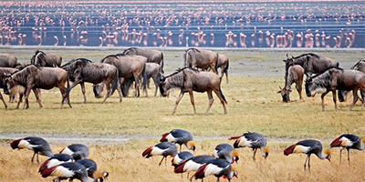 3-days-lake-manyara-ngorongoro-crater-tanzania-safari