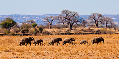 4-days-lake-manyara-ngorongoro-tarangire-tanzania-safari