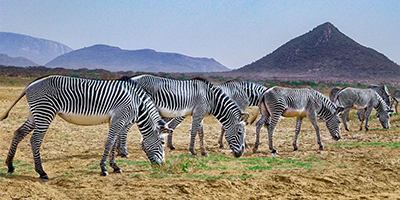 4-days-samburu-lake-nakuru-private-safari