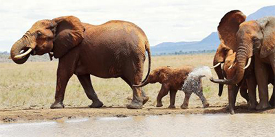 5-days-tsavo-west-tsavo-east-amboseli-private-safari