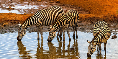 6-days-amboseli-tsavo-west-saltlick-ngutuni-private-safari