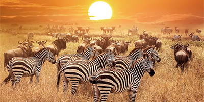 6-days-l-manyara-ngorongoro-serengeti-tanzania-safari