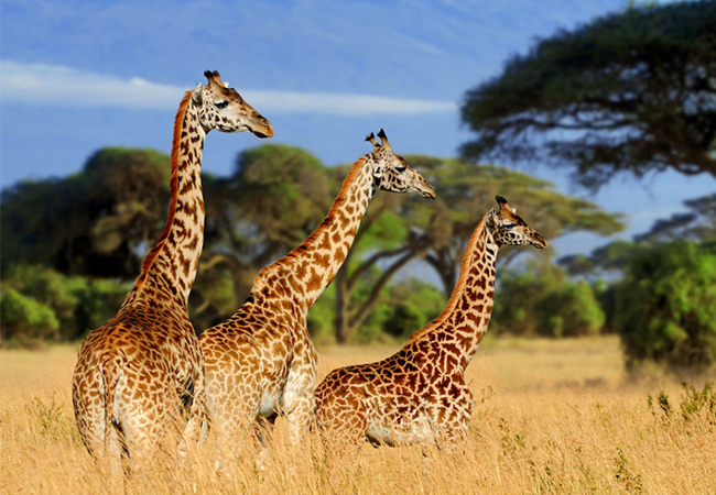 kenya-tanzania-safaris