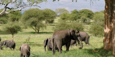 7 Days Tarangire – Lake Manyara – Ngorongoro – Serengeti Tanzania Safari