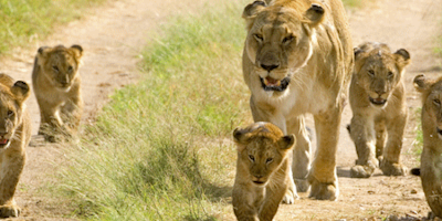 8 Days Lake Manyara Serengeti Ngorongoro Safari