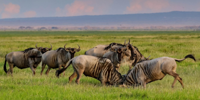 6 Days Masai Mara – Lake Nakuru – Samburu – Luxury Lodge Safari